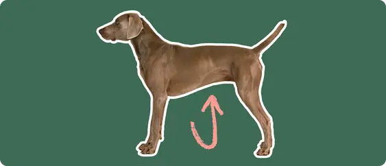 Image of a brown Weimaramer with a pink arrow drawn to its stomach