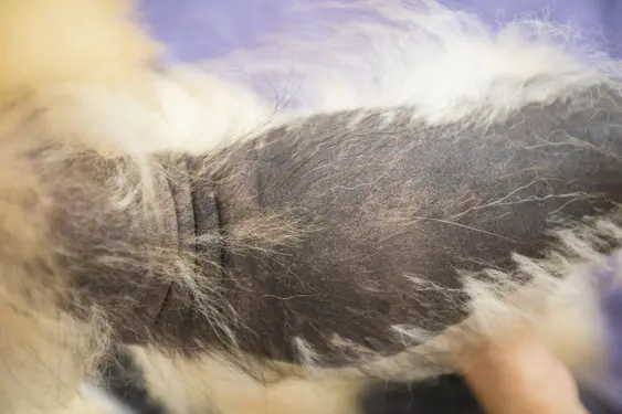 top view of a pomeranian's back showing alopecia x