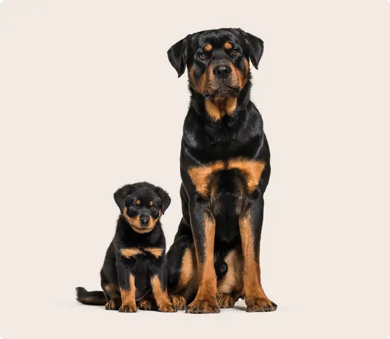 rotweiler