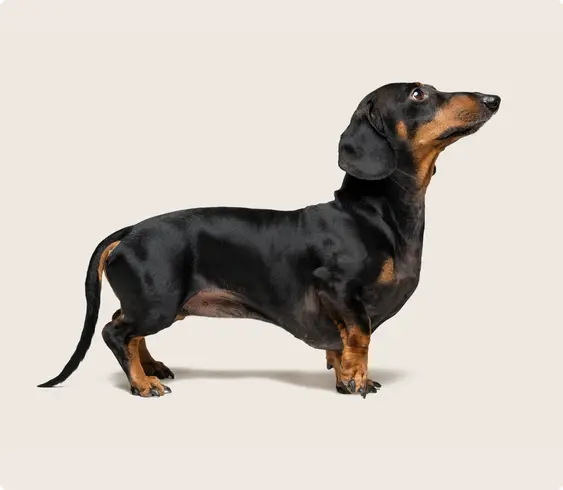 Dachshund