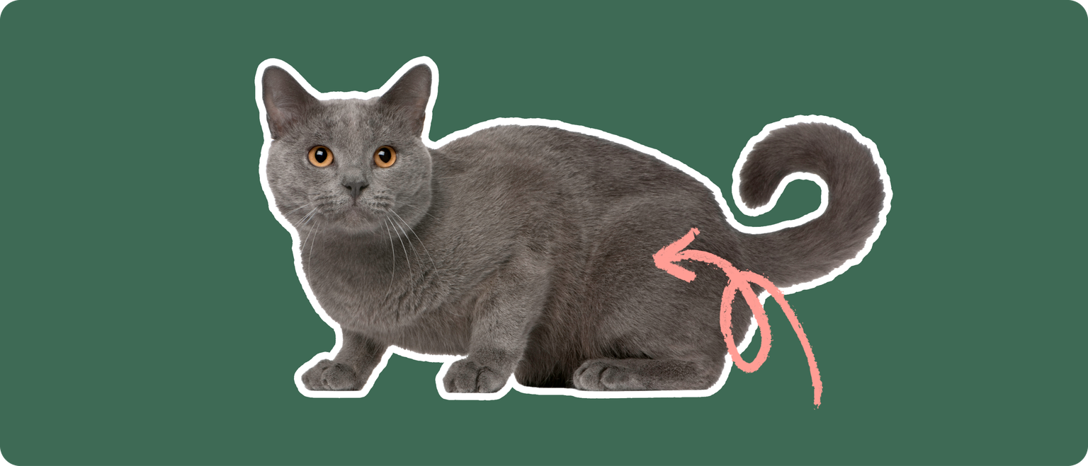 A grey cat with orange eyes cut out with a white outline, with a pink arrow pointing to it's back hip, on a solid green background