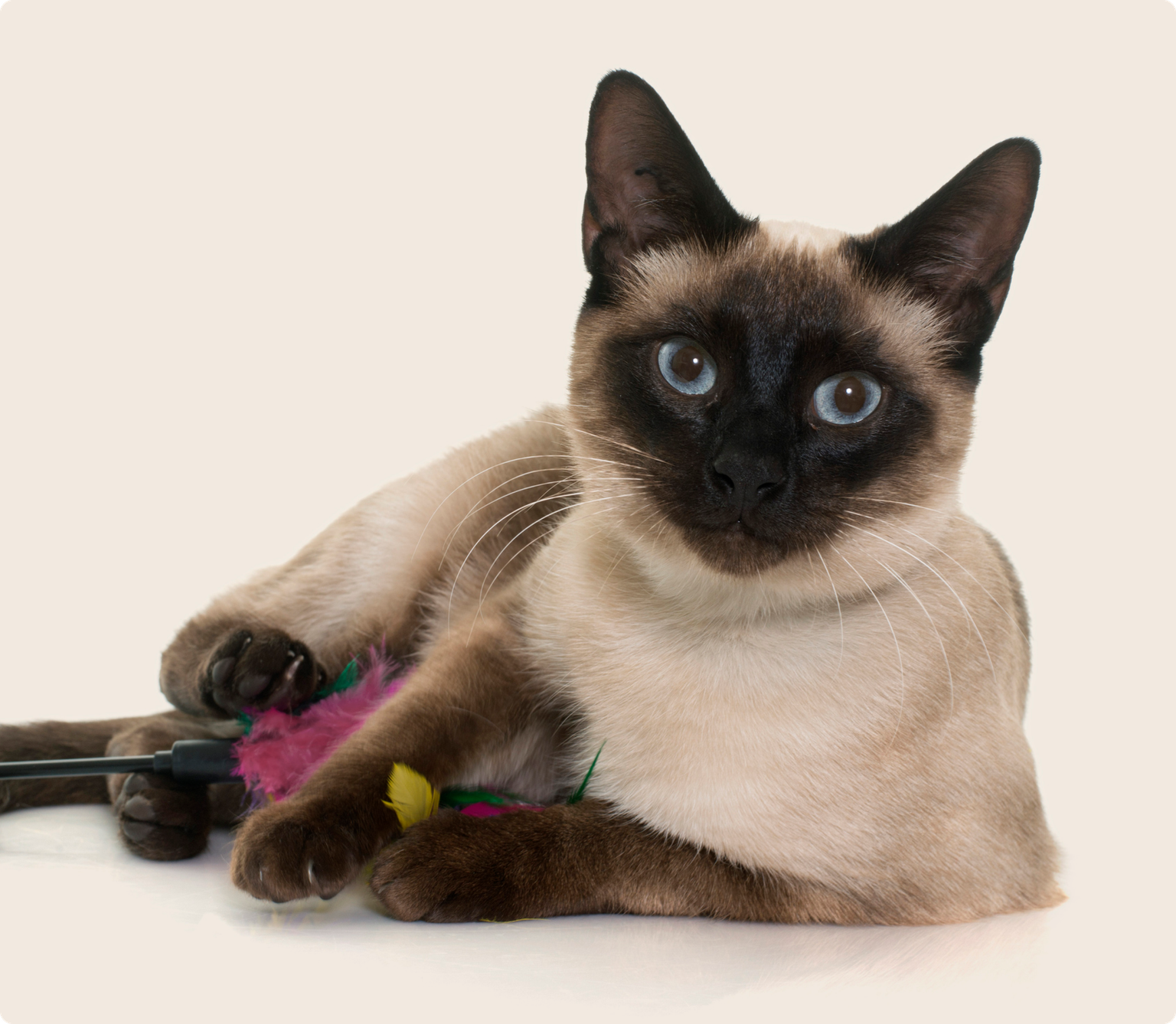 Siamese cat laying down playing with a toy