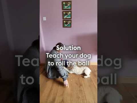 Tennis ball games for dogs - Rolling