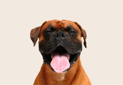 Image of a reddish-brown Boxer with its tongue out and eyes closed