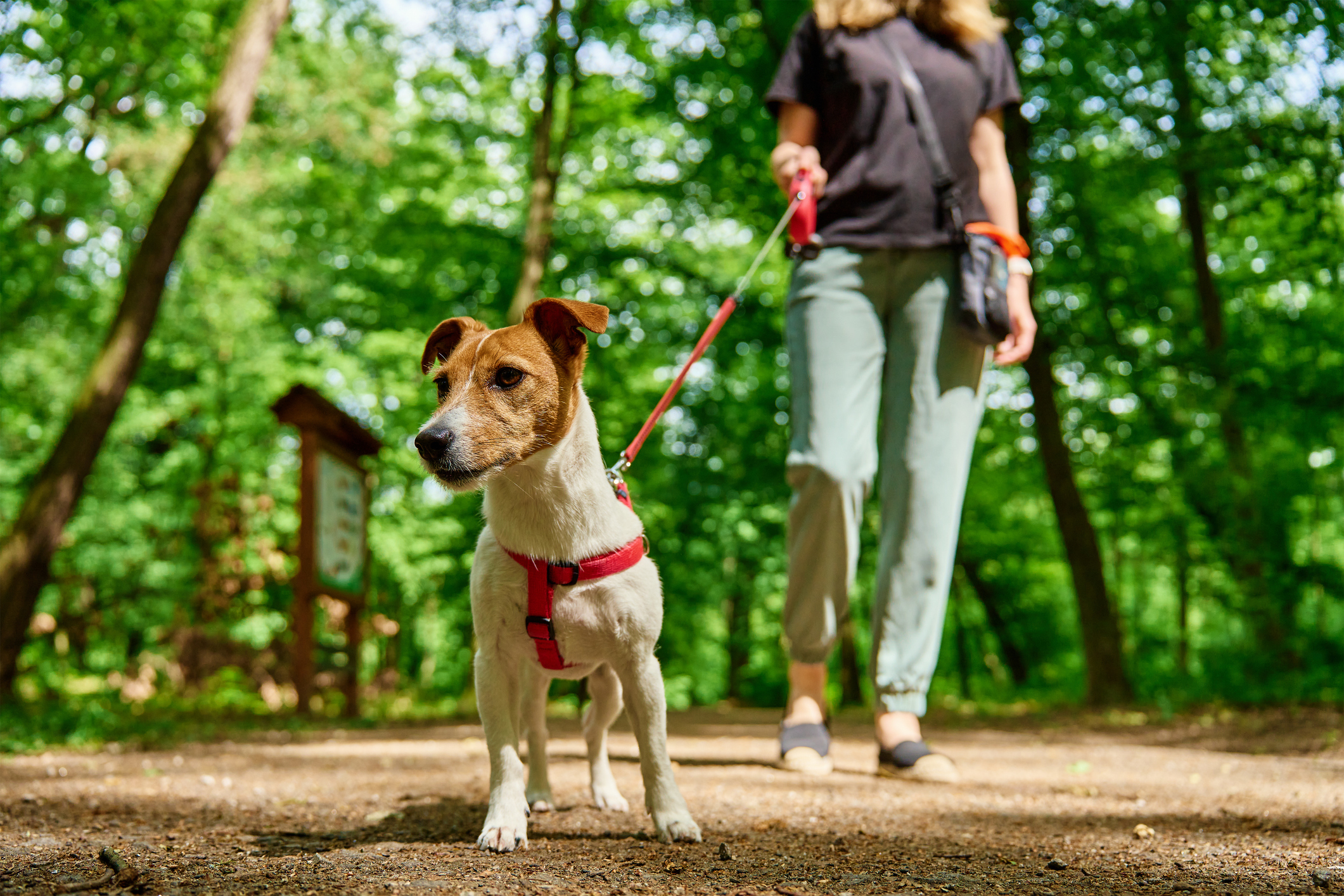 Woman walking her Jack Russell on a red leash