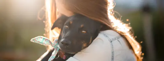 A tender moment as a girl with long brown hair embraces her black and brown mixed-breed dog, who is adorned with a bow around its neck, in the warm glow of a setting sun.