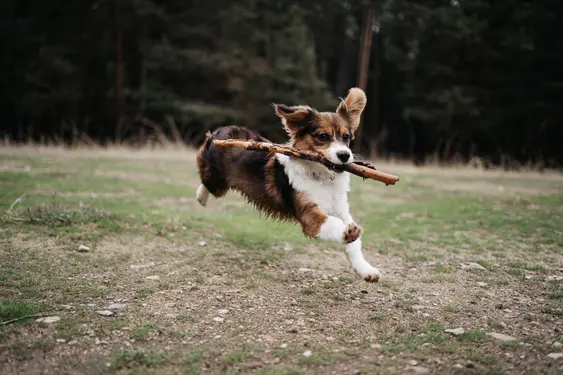 A brown Welsh Corgi runs with a stick