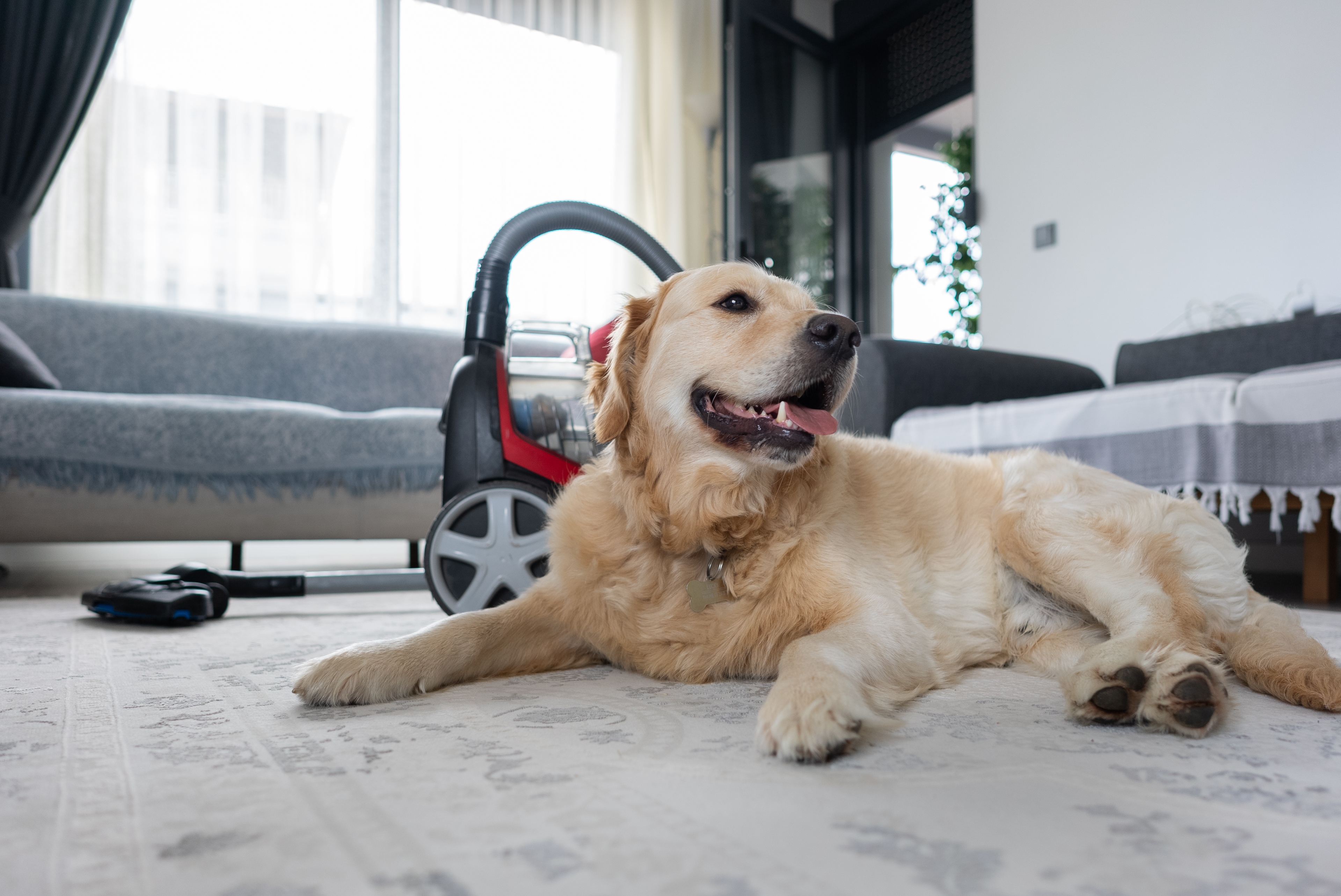A dog lays down happily next to a switched off vacuum