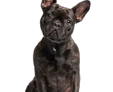 A black haired French Bulldog sitting