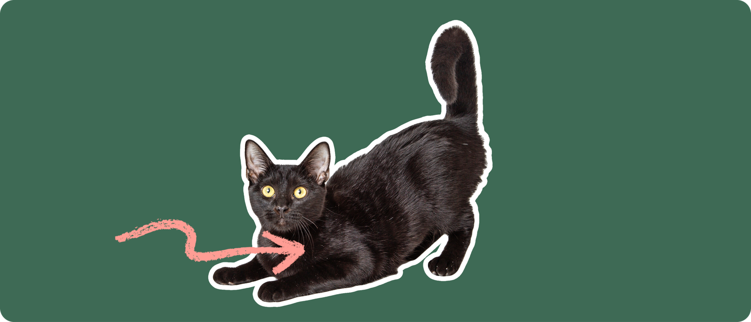 A black Bombay cat cut out with a white outline, with a pink arrow pointing to it's chest, on a solid green background.