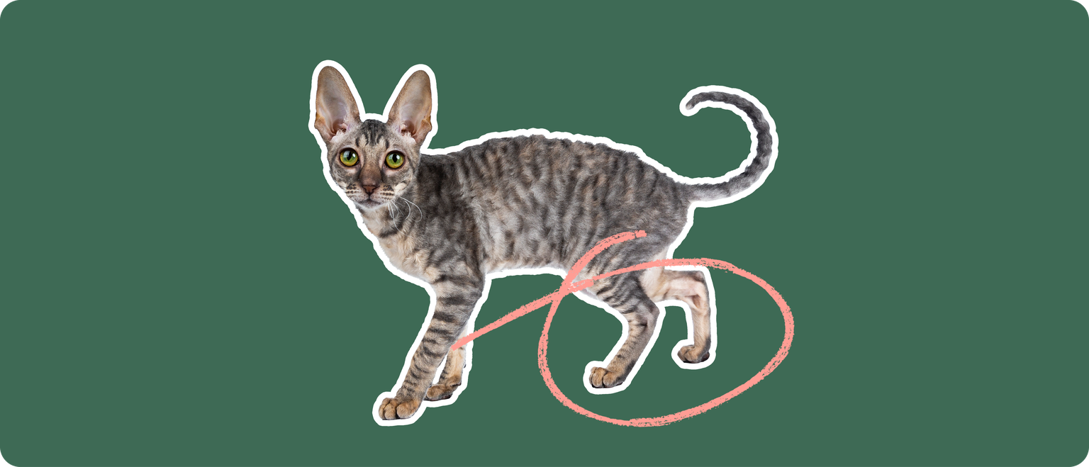 A Cornish rex cat cut out with a white outline, with a pink circle around it's back legs, on a solid green background
