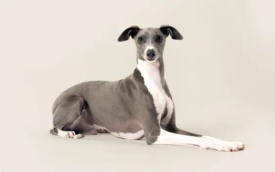Italian Greyhound