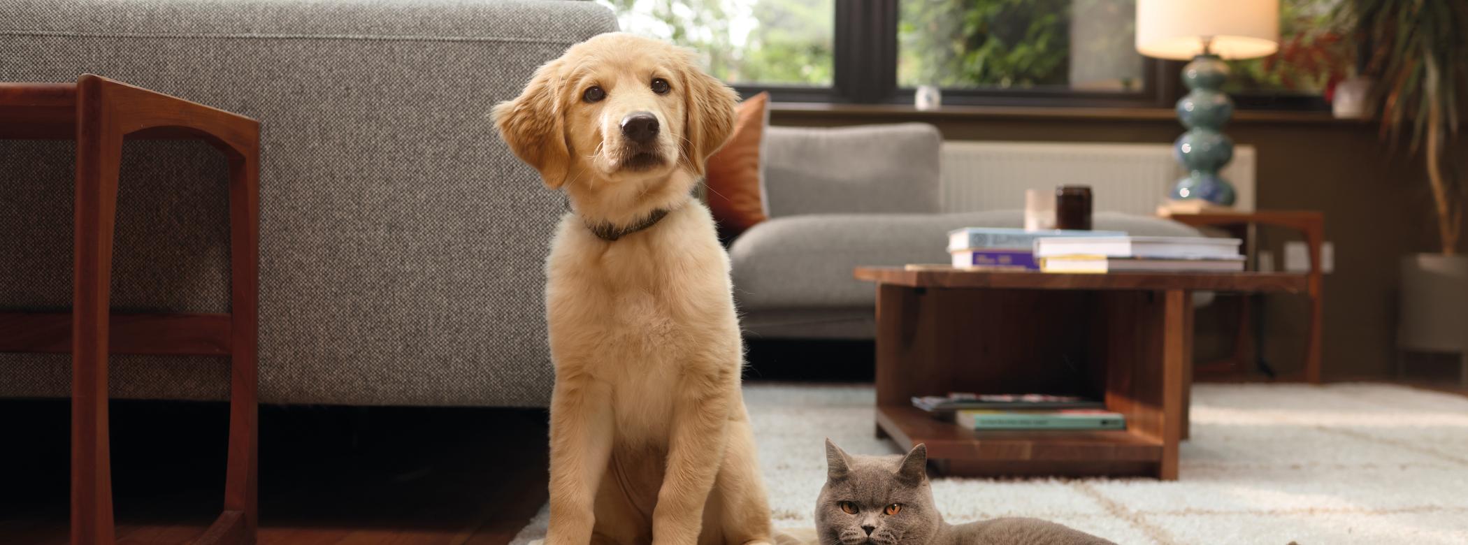 Image of a grey cat lying next to a Golden Retriever pup