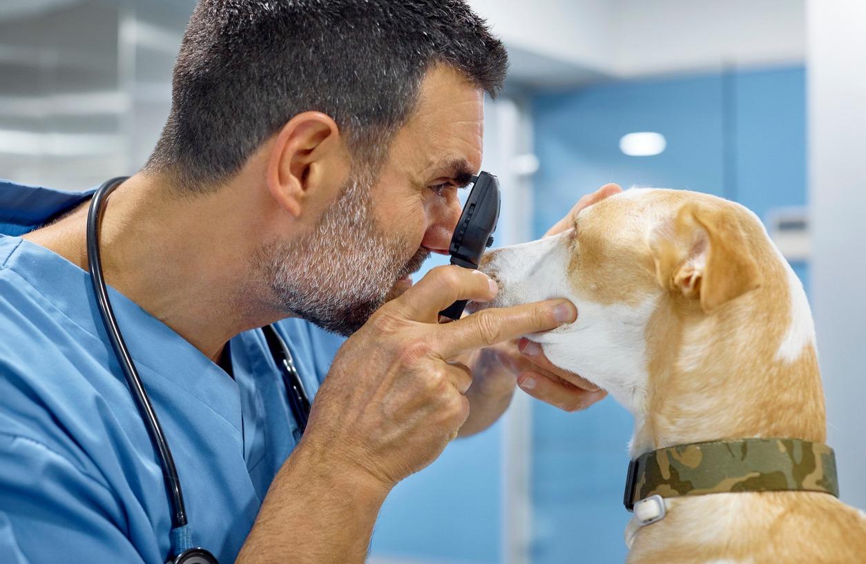 Vet dog eye exam