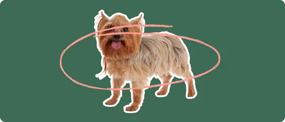 Porkie dog
