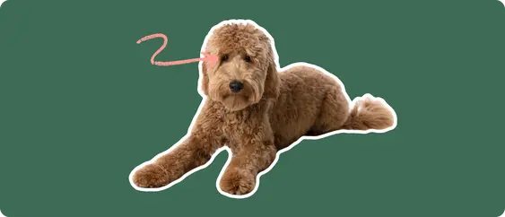 Goldendoodle