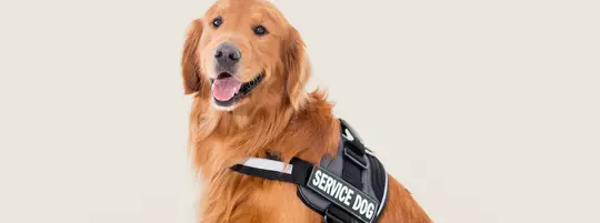Retired Guide Dog
