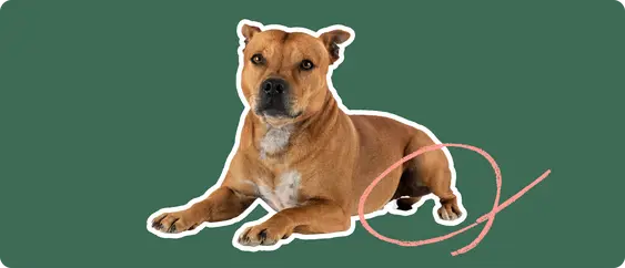 A Staffordshire Bull Terrier cut out with a white outline, with a pink circle around it's back legs, on a solid green background