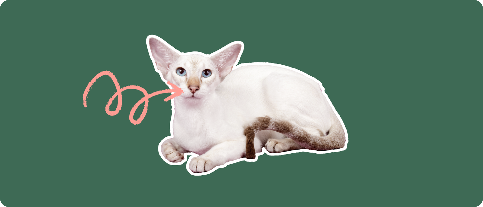 A Colorpoint Shorthair cat, cut out with a white outline, with a pink arrow pointing to it's nose area, on a solid green background