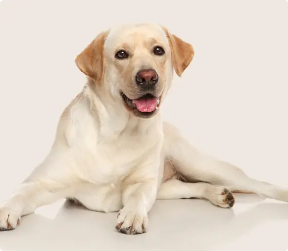 lab