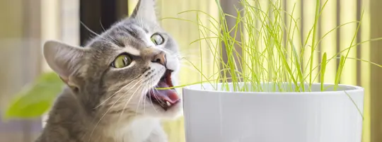 Gray tabby cat eating, sniffing and munching fresh green grass and green oats with funny emotions. Cat grass, pet grass. Pet care, Natural food and vitamins for pets concept. Health of Pets