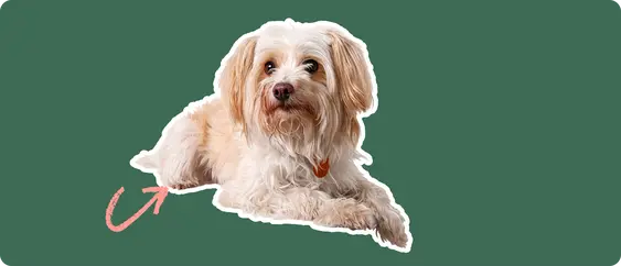 Yorkipoo