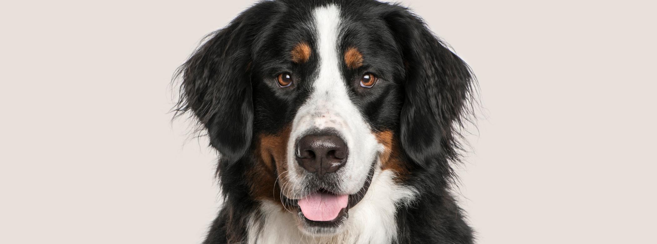 Bernese Mountain Dog