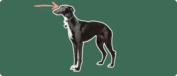 Grey hound