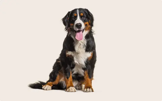 A Bernese Mountain Dog sitting, with a glossy tri-color coat, panting and looking cheerful, set against a beige background.