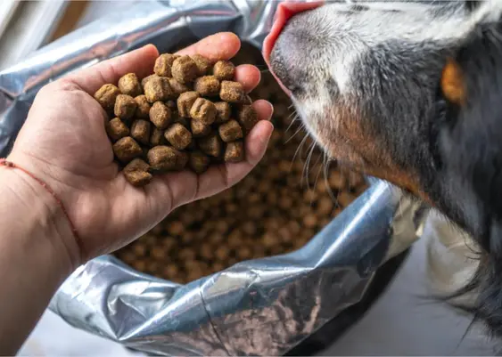 Dog sniffing dry food