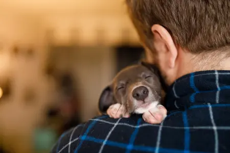 A brown puppy soundly sleeps in their owner's arms, the camera is looking at the man's back and the puppy's face