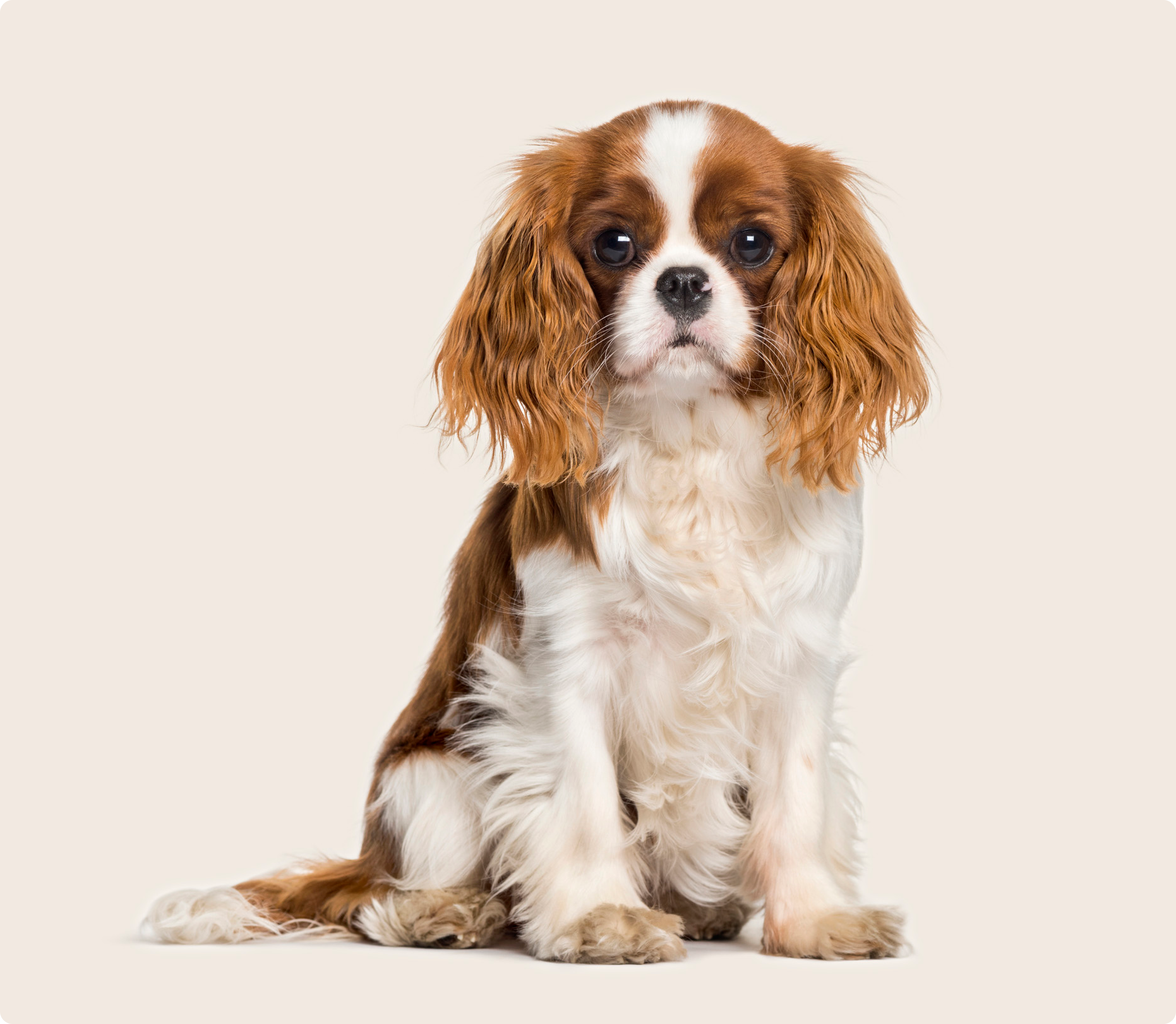 Cavalier king charles spaniel