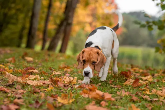 Beagle walking amongst autumn leaves