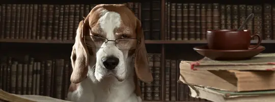 A dog lawyer
