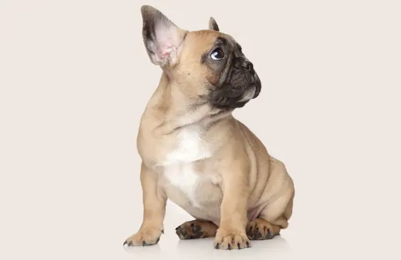 French Bulldog sitting