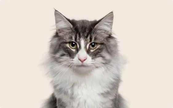 Close up of a Norwegian forest cat on a beige background