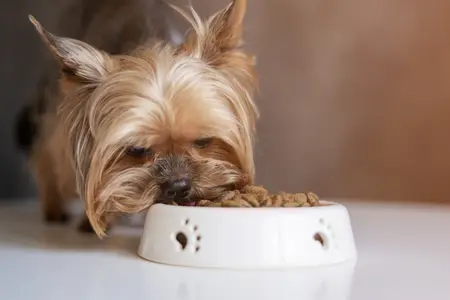 Yorkshire Terrier eating out of ceramic dog bowl with paw prints