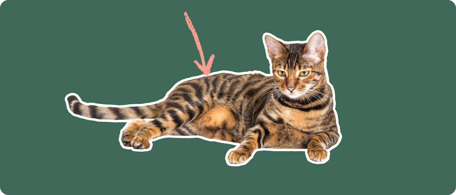 A Toyger cat laying down cut out with a white outline, with a pink arrow pointing to it's upper back, on a solid green background