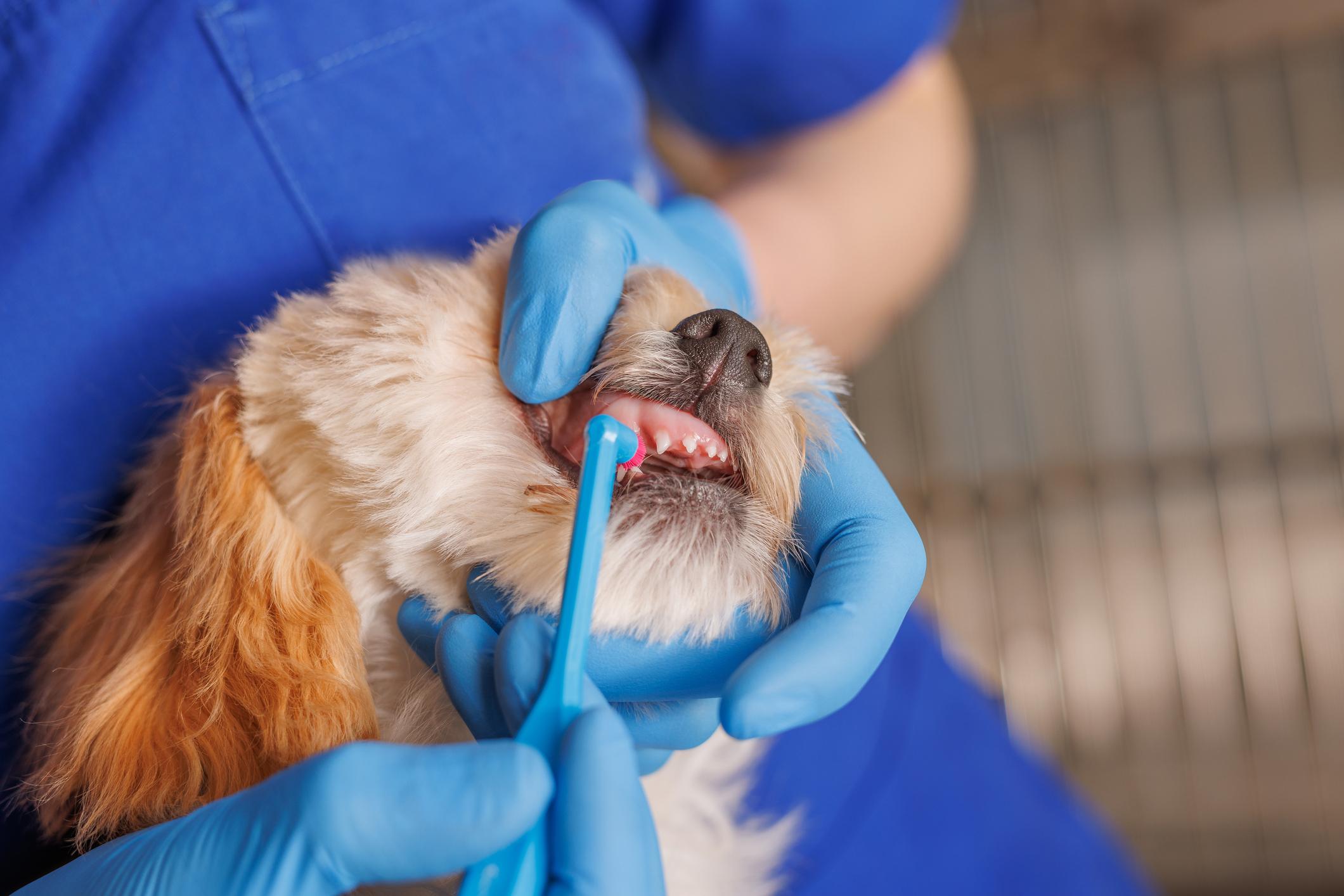 A veterinarian in blue gloves brushes a small dog's teeth with a blue toothbrush.