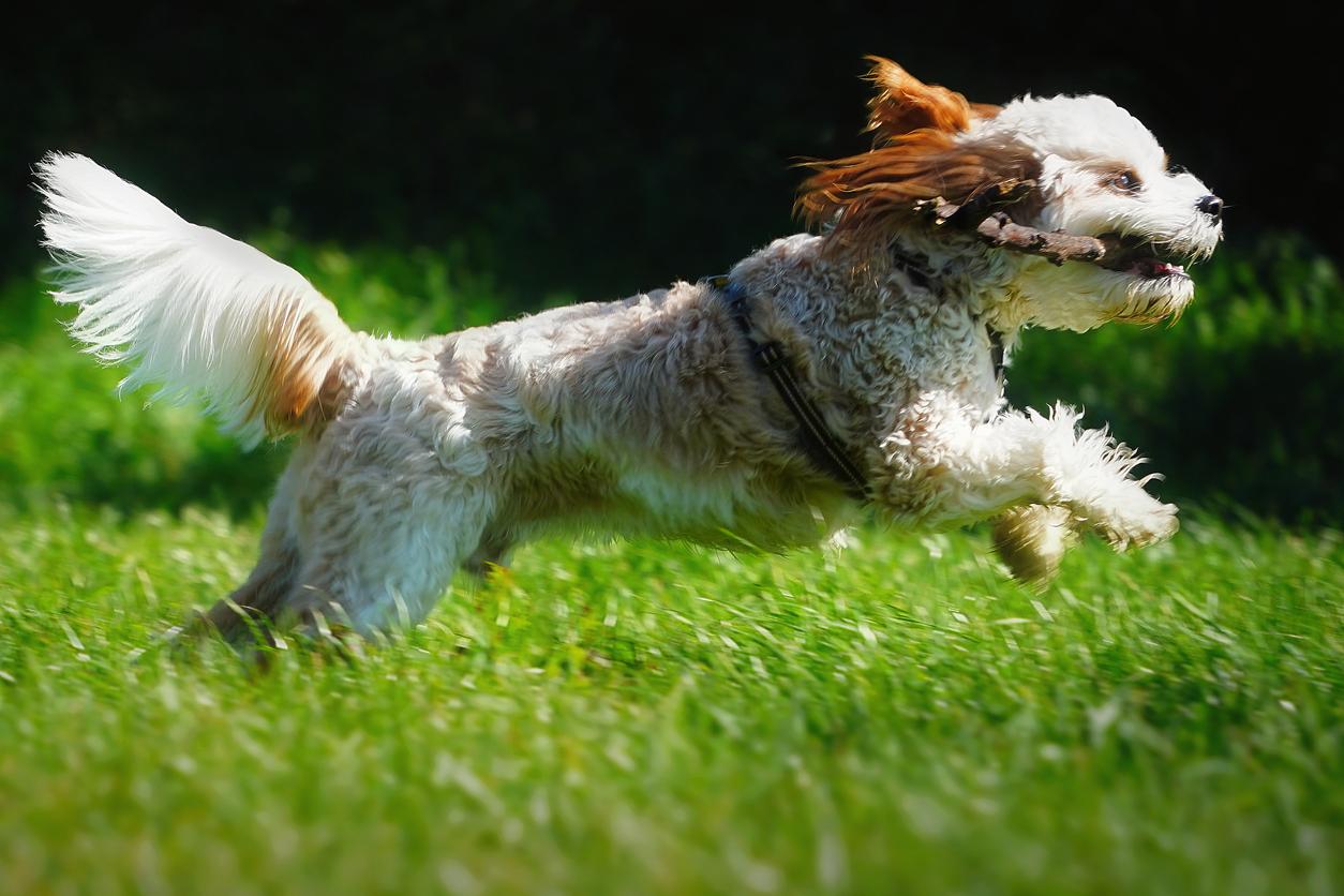 Cavapoo running