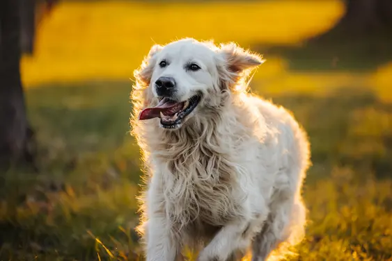 Golden Retriever happily running in autumn park