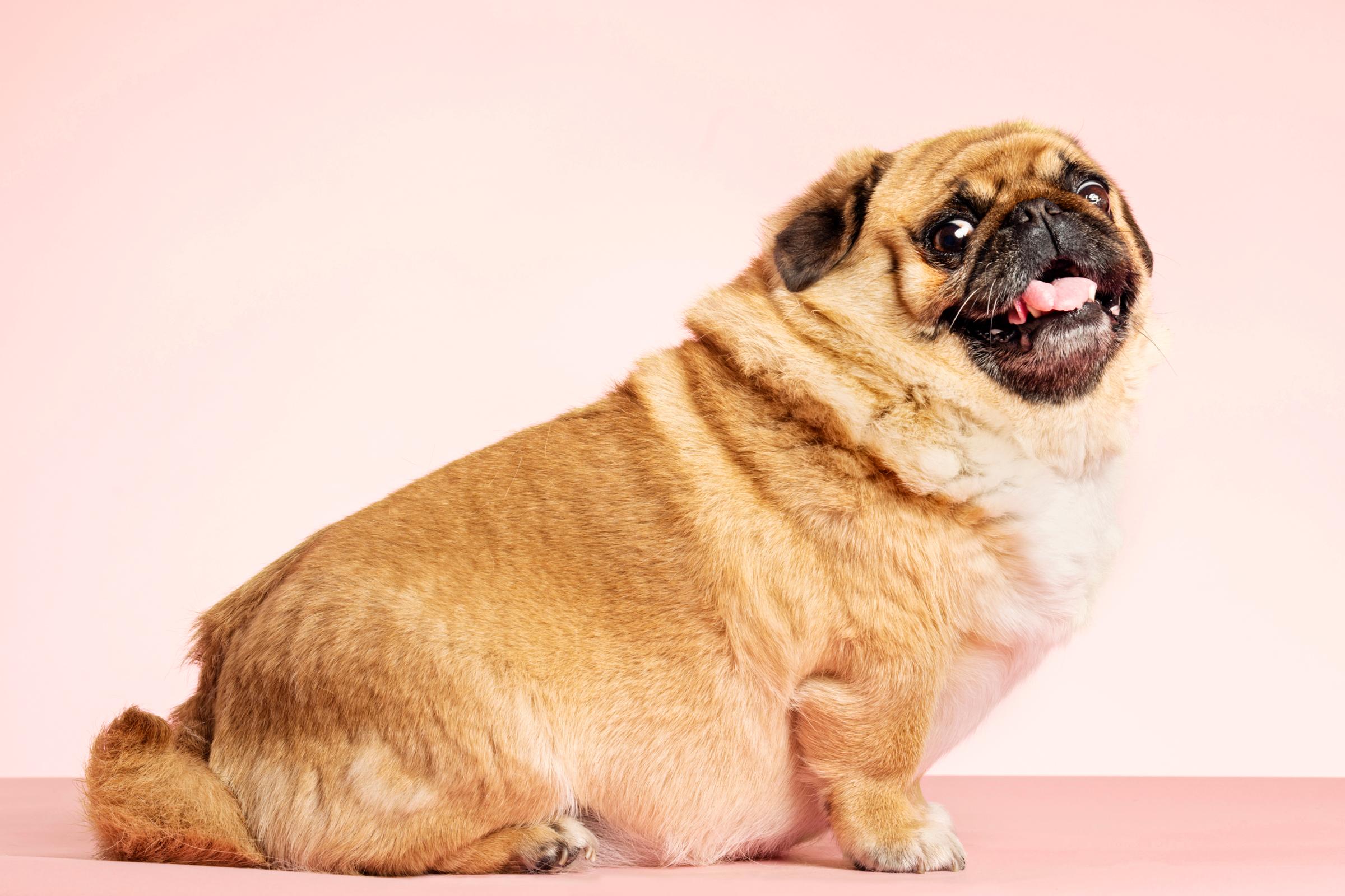 A very overweight pug looks at the camera