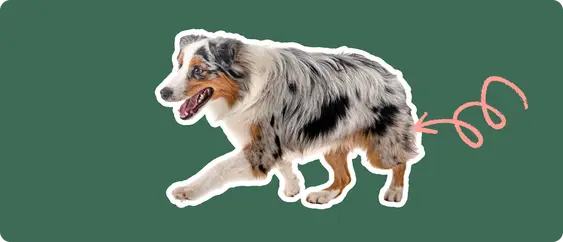Image of an Australian Shepherd with a pink arrow drawn to its hip