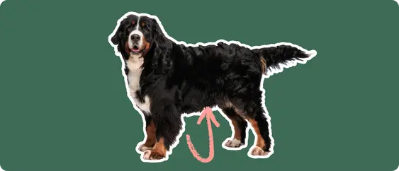 Image of a black-and-brown Bernese Mountain Dog with a pink arrow drawn to its stomach