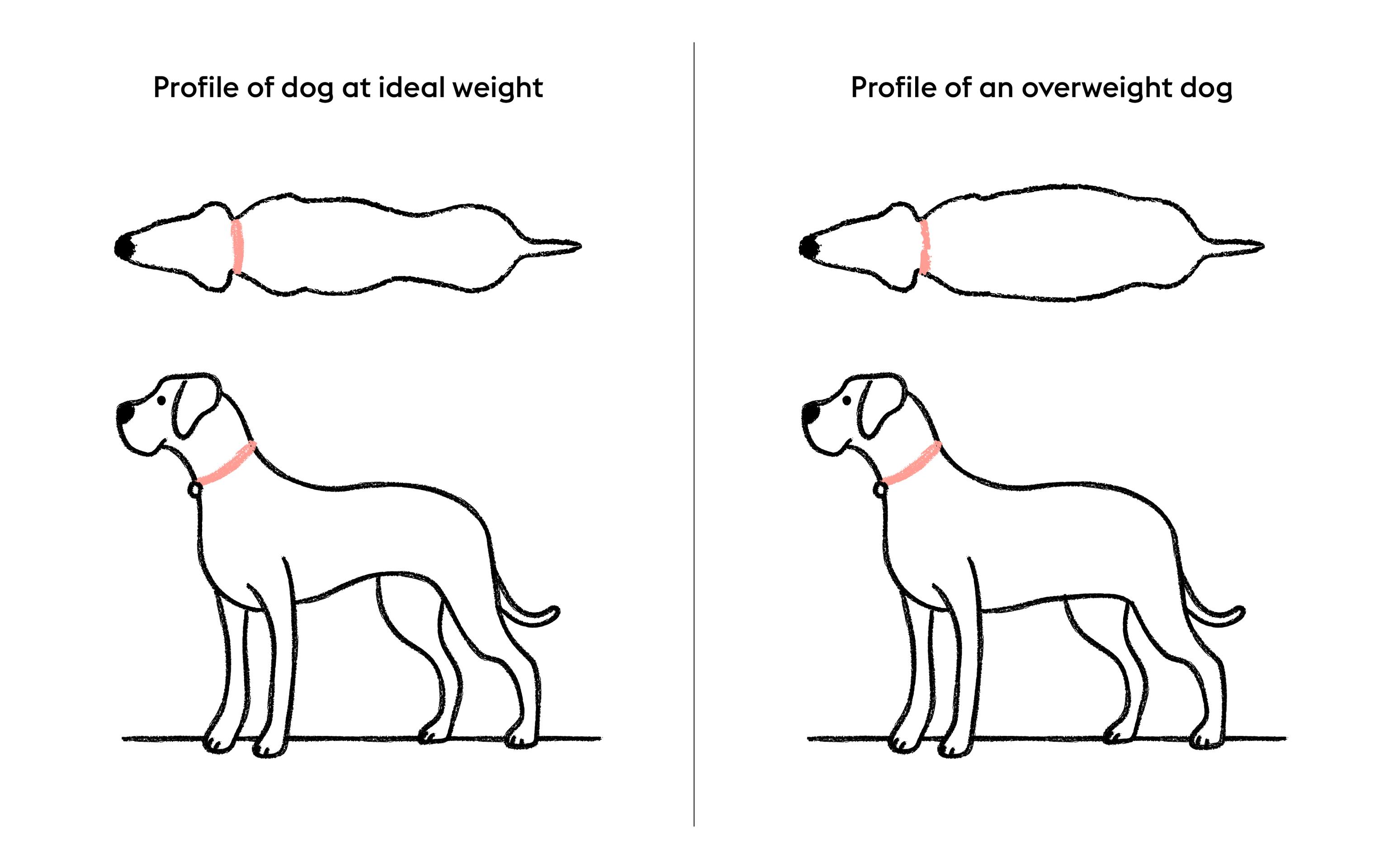 Two profiles (each a top view and side view) of a dog sit side by side. The one on the left shows a dog at an ideal weight; the one on the right shows an overweight dog.