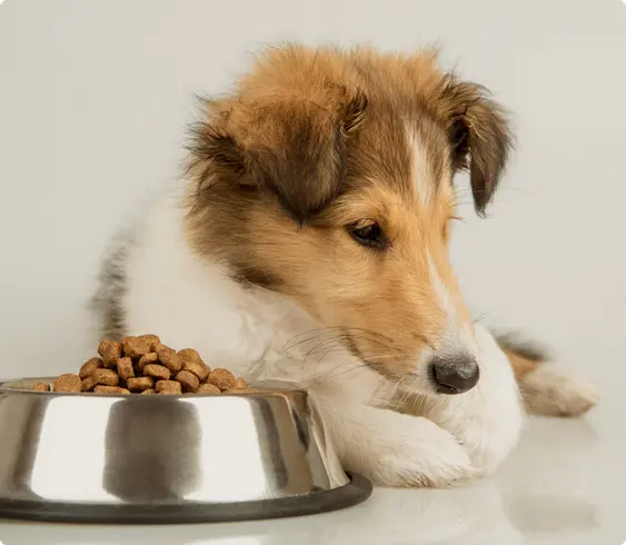 A young Rough Collie puppy lying down next to a stainless steel bowl filled with dog kibble.