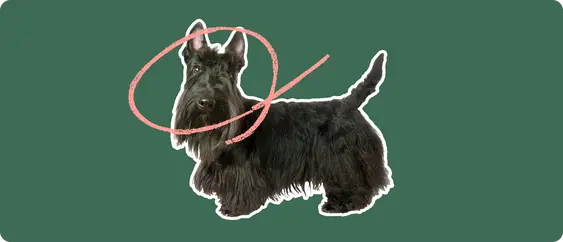 A Scottish Terrier cut out with a white outline, with a pink circle around it's head, on a solid green background