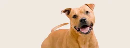 Staffordshire Bull Terriers standing and looking at camera