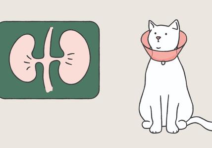 cats and kidney disease
