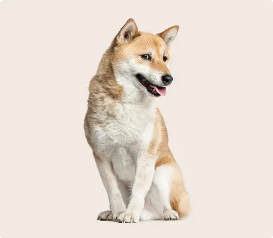 Shiba Inu